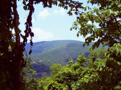 Peaking out from the trees